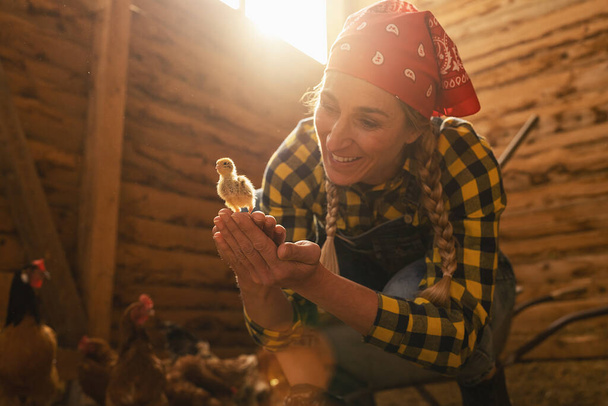 Happy chicken farmer woman showing a young small chicken in her hands in a henhouse - 写真・画像