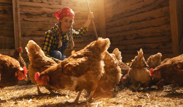 Trotse kippenboer vrouw zorgt voor haar kippen in een kippenhok - Foto, afbeelding