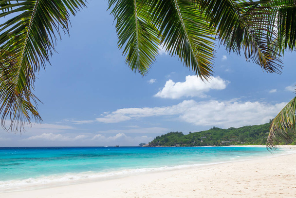 Praia tropical com palmeiras e mar azul-turquesa
 - Foto, Imagem