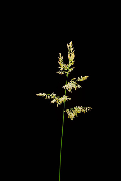 Studio closeup view of Woolly Honeygrass (Holcus lanatus) with stem and spike isolated on black background. - 写真・画像