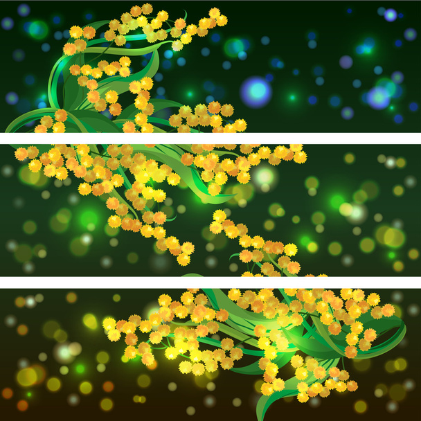 Banners, backgrounds with mimosa flower - Vector, Image