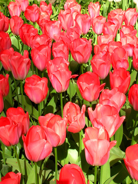 тюльпани
 - Фото, зображення