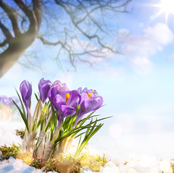 мистецтво Весняні квіти
 - Фото, зображення