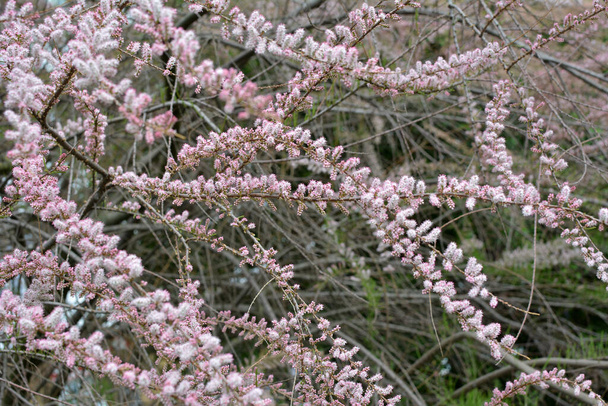 En primavera, la planta ornamental tamarix crece en la naturaleza - Foto, Imagen