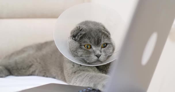 Un gatto grigio malato riposa dopo un'operazione, guarda un portatile. Gatto scozzese dopo aver visitato la clinica veterinaria - Filmati, video