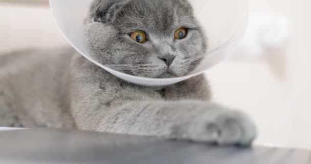 Un gatto grigio malato guarda un monitor portatile dopo l'intervento chirurgico. Gatto scozzese. - Filmati, video