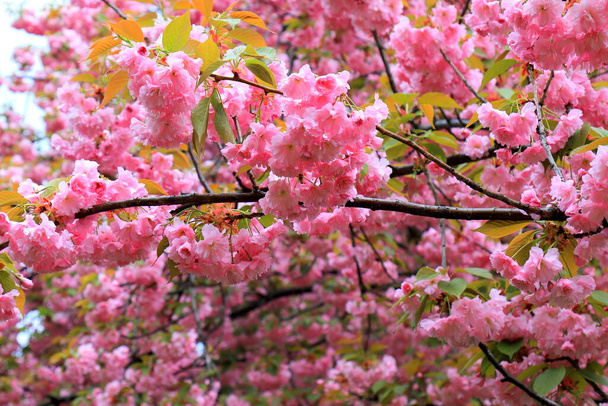 Baum-Sakura-Blüte im Garten, Japanische Kirsche, erste Blüten und Blätter. Knospe im Frühling, Hanami. Rosa Sakura Liebe natürlichen Hintergrund - Foto, Bild