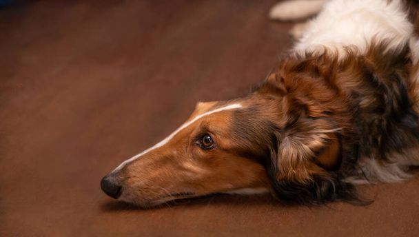 Red dog plemeno ruský greyhound, portrét, profil, close-up, kopírovací prostor. - Fotografie, Obrázek