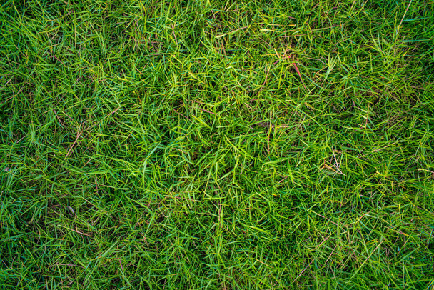 Abstract green nature real grass texture empty grass background - Photo, Image