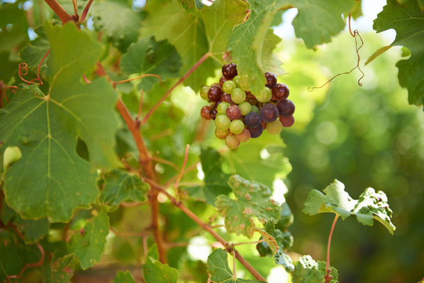 Pronto para ser escolhido. Tiro de close-up de um monte de uvas penduradas em uma árvore em uma vinha - Foto, Imagem