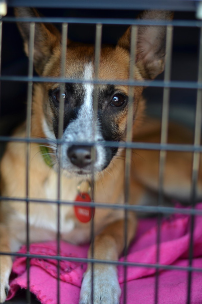 Hund im Käfig - Foto, Bild