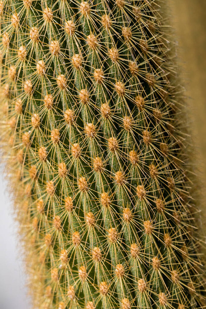 cactus plants grown in a garden - Foto, Bild