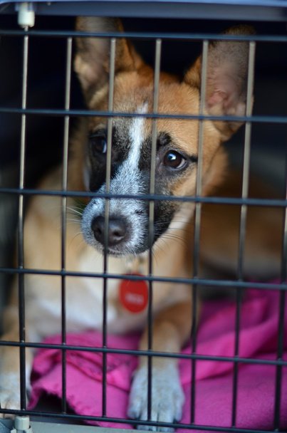 Dog in cage - Photo, Image