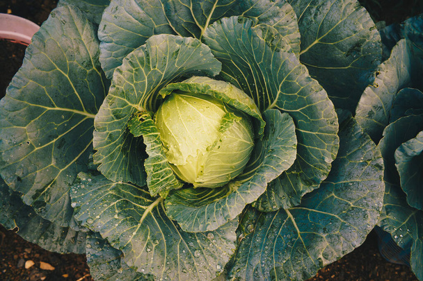 Green organic fresh cabbage plant on soil close up on head plant - Fotoğraf, Görsel