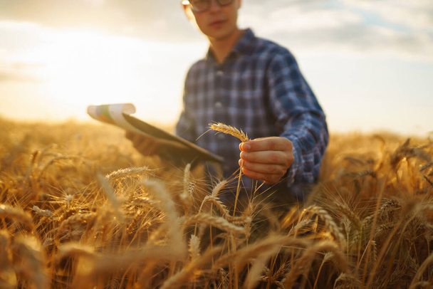 Farmer on a wheat field with a tablet in his hands. Idea of a rich harvest. - Foto, afbeelding