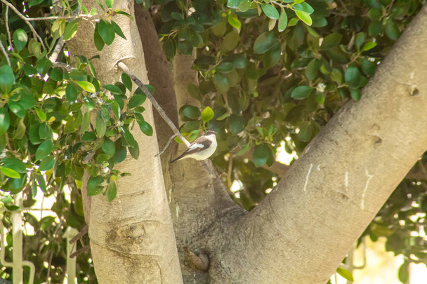Flycatcher sentado en una rama de un árbol con hojas verdes - Foto, imagen