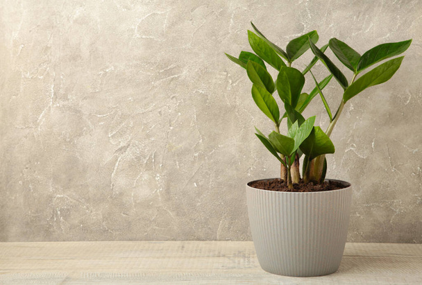 Home plant Zamioculcas on grey, also known as Zanzibar gem in home interior. Space for text - Фото, зображення