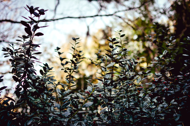 Mistletoe plant - Foto, afbeelding