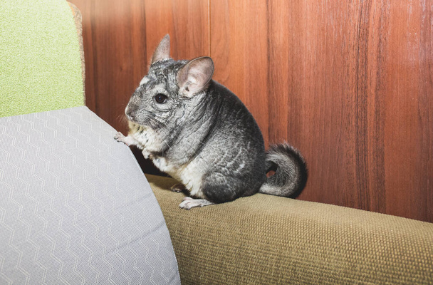 Graue Chinchilla sitzt auf dem Sofa. Niedliche flauschige Haustier. - Foto, Bild