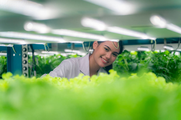 Inside of Greenhouse Hydroponic Vertical Farm Eco system. Urban hydroponics farm with worker inspecting salad  - Zdjęcie, obraz