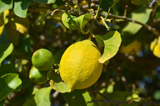 Il limone maturo su un ramo di albero
 - Foto, immagini