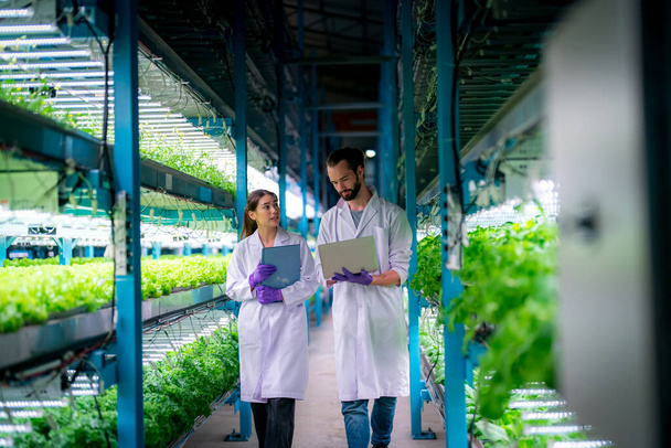 Inside of Greenhouse Hydroponic Vertical Farm Eco system. Urban hydroponics farm with worker inspecting salad, Female and male agricultural researcher working in a greenhouse. - Фото, изображение
