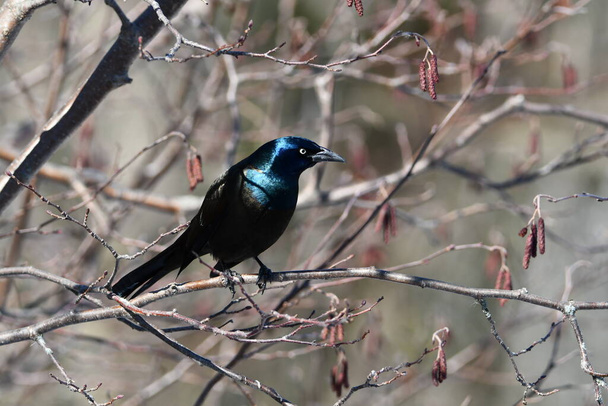 Close up of a colorful iridescent Common Grackle bird perched in a tree - Photo, image