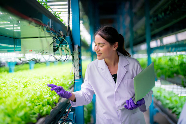 Inside of Greenhouse Hydroponic Vertical Farm Eco system. Urban hydroponics farm with worker inspecting salad  - Fotó, kép