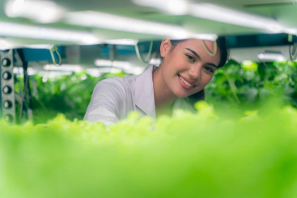 Inside of Greenhouse Hydroponic Vertical Farm Eco system. Urban hydroponics farm with worker inspecting salad  - Foto, imagen