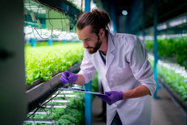 Inside of Greenhouse Hydroponic Vertical Farm Eco system. Urban hydroponics farm with worker inspecting salad  - Foto, Imagem