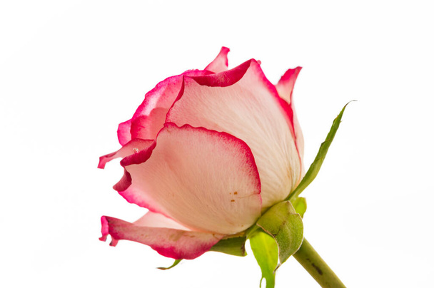 beautiful  rose flower, close up - Fotoğraf, Görsel