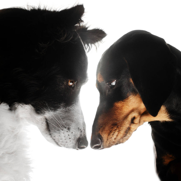 dachshund i graniczne collie psy cute pet zdjęcia - Zdjęcie, obraz