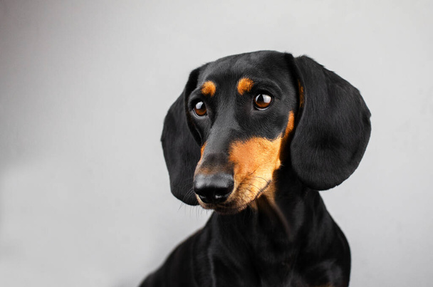 perro salchicha hermoso retrato de una mascota sobre un fondo claro - Foto, Imagen