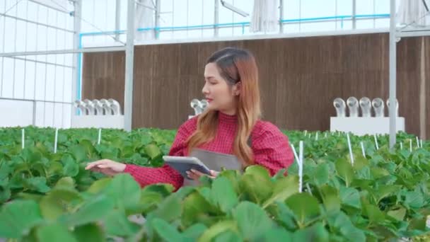 Unternehmerin junge Asiatin checkt Erdbeeranbau mit Glück für Forschung mit digitalem Tablet im Bauerngewächshaus, Frau untersucht Erdbeere mit Landwirtschaft, Kleinunternehmerkonzept. - Filmmaterial, Video