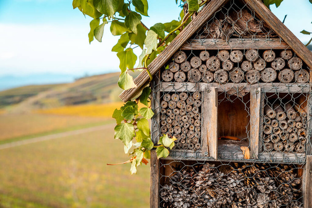 Пчелиный дом висит на стволе дерева на заднем плане осенью красочные виноградники - Фото, изображение