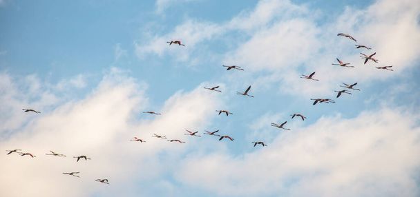 Flamingos se hrnou v letu proti modré obloze v Algarve - Fotografie, Obrázek