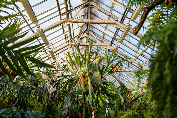 Staghorn fern in tropical greenhouse. Elkhorn fern in pot hanging over the glass roof in glasshouse. Indoor garden with Platycerium bifurcatum. - Photo, Image