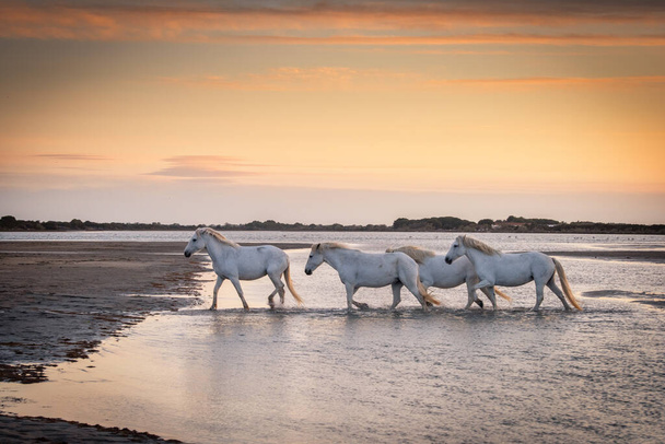 White horses are walking in the water  all over the sea in Camargue, France. - Photo, Image