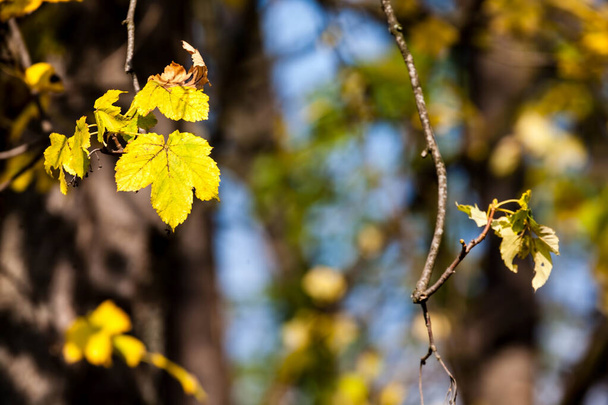 Красивые желтые осенние листья на дереве
. - Фото, изображение