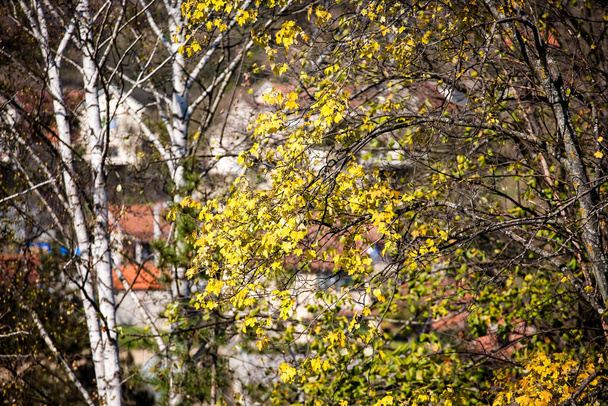 schöne gelbe Herbstblätter auf einem Baum. - Foto, Bild