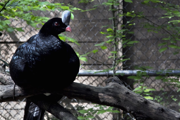 Чёрная курица
 - Фото, изображение
