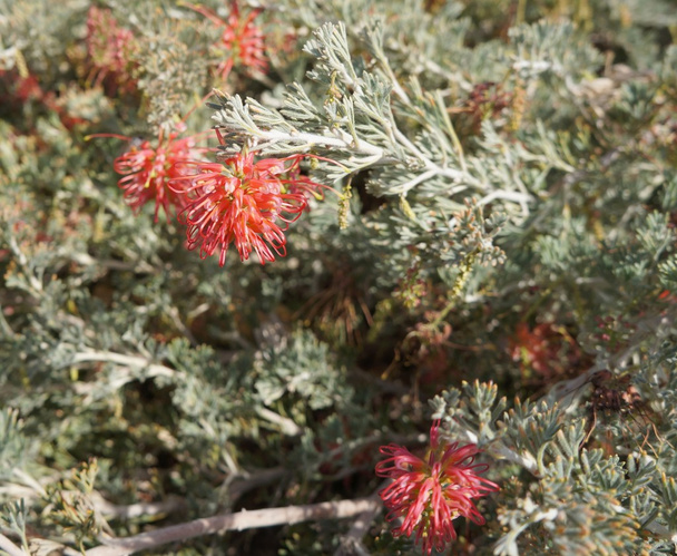 Grevillea brachystachya bloom - Photo, Image