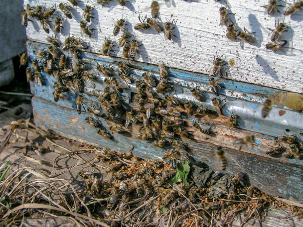 Dode bijen bij de korf. lijken van bijen die op de grond liggen. Bijen najaar vliegen voorbij. Niet-winterbijen gooien schoonmaakbij weg - Foto, afbeelding
