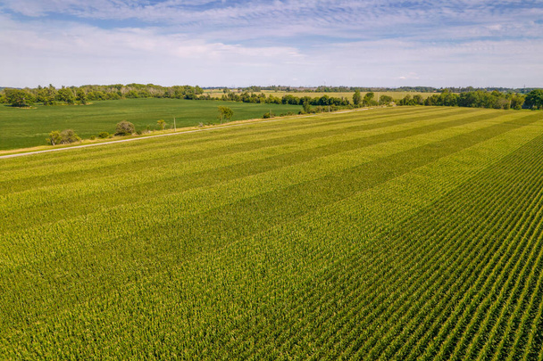 Geometrical aerial top view of a green corn field. Flying view of green corn seedlings. Corn tops in pattern. Agricultural landscape. - Fotó, kép
