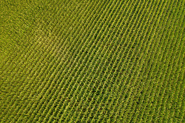 Geometrical aerial top view of a green corn field. Flying view of green corn seedlings. Corn tops in pattern. Agricultural landscape. - Φωτογραφία, εικόνα