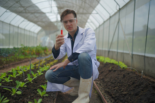 Scientist collecting hydroponic vegetables sample for analysis. - Valokuva, kuva