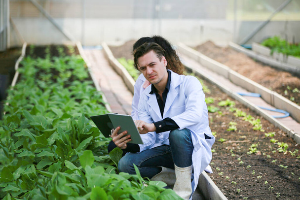 分析のために水耕栽培の野菜を採集する科学者. - 写真・画像