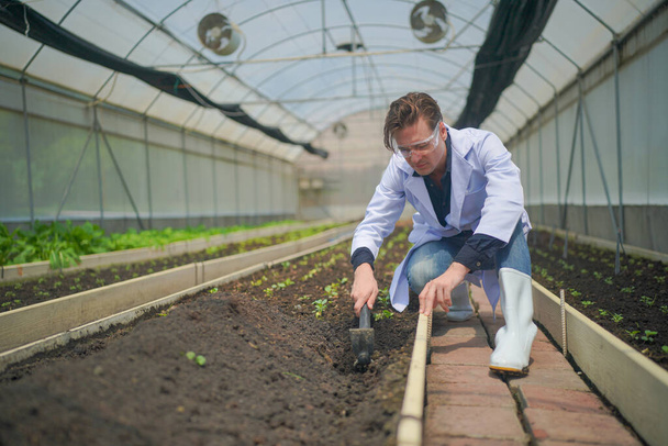 Scientis analizują organiczne rośliny warzywne w szklarni, koncepcja technologii rolniczej - Zdjęcie, obraz