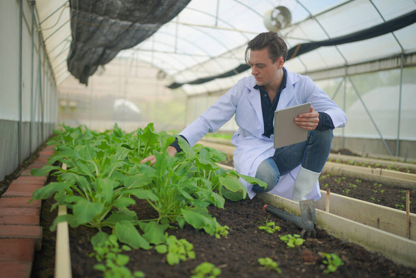 Ученые анализируют органические овощные растения в теплице, концепцию сельскохозяйственных технологий - Фото, изображение