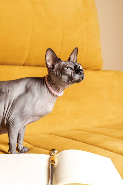 An absolutely beautiful and elegant Canadian Sphynx cat of gray color with mesmerizing big green eyes is sitting on a yellow sofa or couch. - 写真・画像
